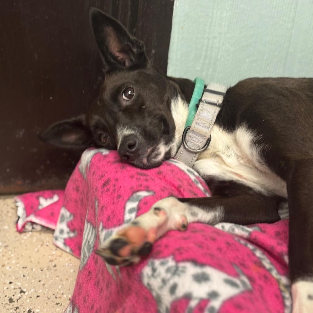 Manon Blackbeak, Adoptable, Young Female Mixed Breed.