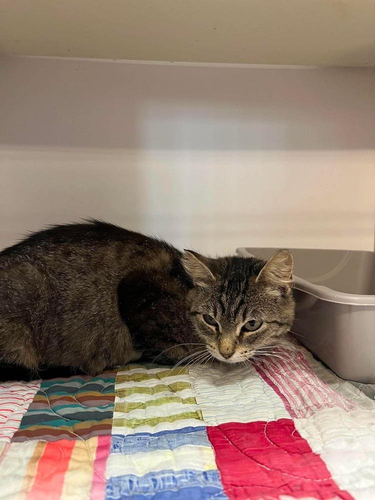 Enlarge Purrsephone, a Adoptable Domestic Short Hair in Bolivar, MO image 1/1