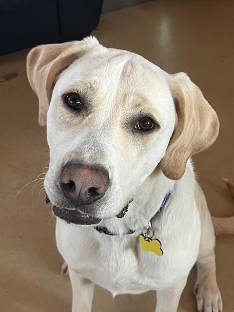 Enlarge Murphy, a ADOPTABLE Labrador Retriever in Golden, CO image 2/6