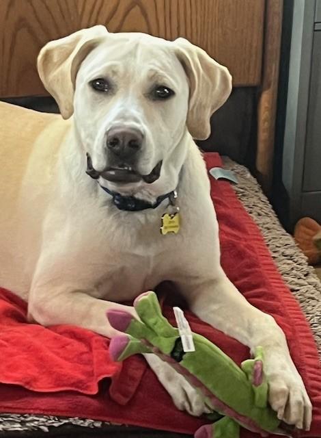 Enlarge Murphy, a ADOPTABLE Labrador Retriever in Golden, CO image 1/6