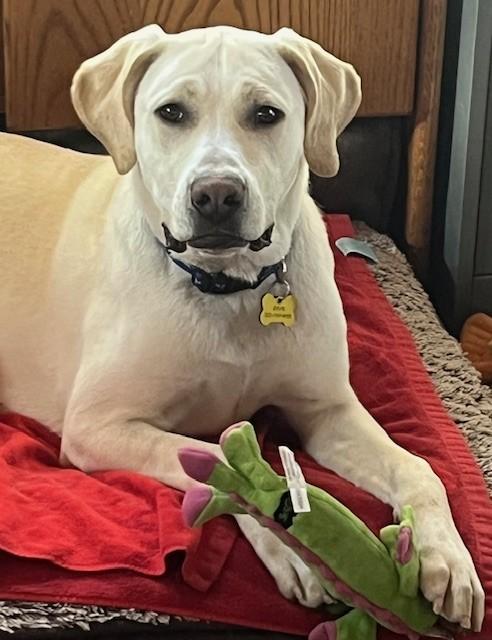 Enlarge Murphy, a ADOPTABLE Labrador Retriever in Golden, CO image 6/6
