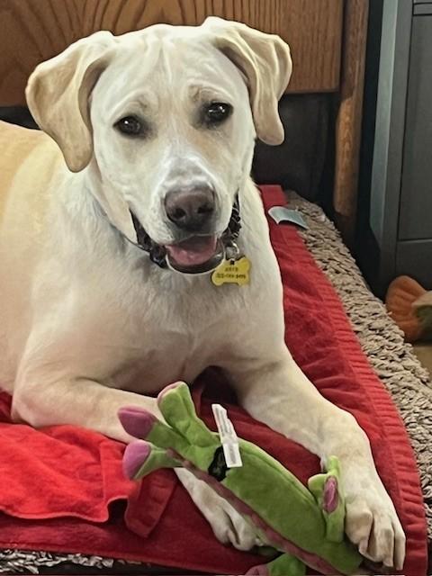 Enlarge Murphy, a ADOPTABLE Labrador Retriever in Golden, CO image 4/6