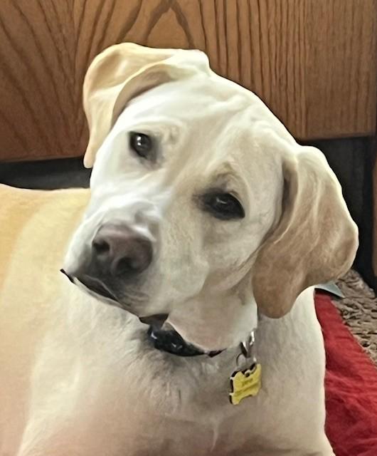 Enlarge Murphy, a ADOPTABLE Labrador Retriever in Golden, CO image 3/6