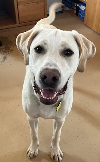 Enlarge Murphy, a ADOPTABLE Labrador Retriever in Golden, CO image 5/6