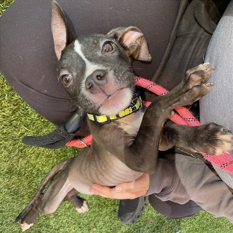 Enlarge Midge, a Adoptable Mixed Breed in Washington Township, OH image 2/3