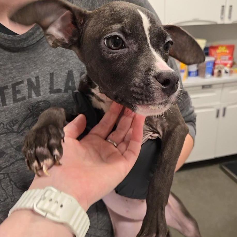 Enlarge Midge, a Adoptable Mixed Breed in Washington Township, OH image 3/3