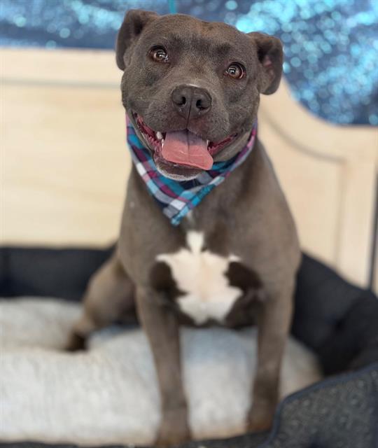 KESHA, Adoptable, Young Female Pit Bull Terrier.