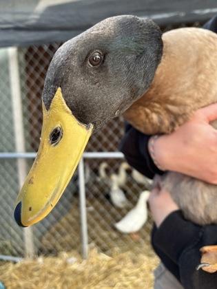Marcus, a Adoptable Duck in Quakertown, PA image 1/3