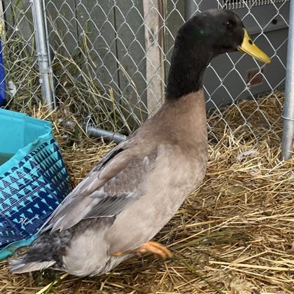 Marcus, a Adoptable Duck in Quakertown, PA image 2/3