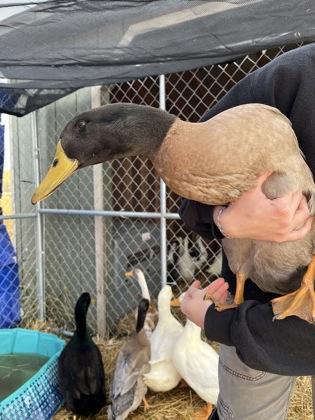 Marcus, a Adoptable Duck in Quakertown, PA image 3/3