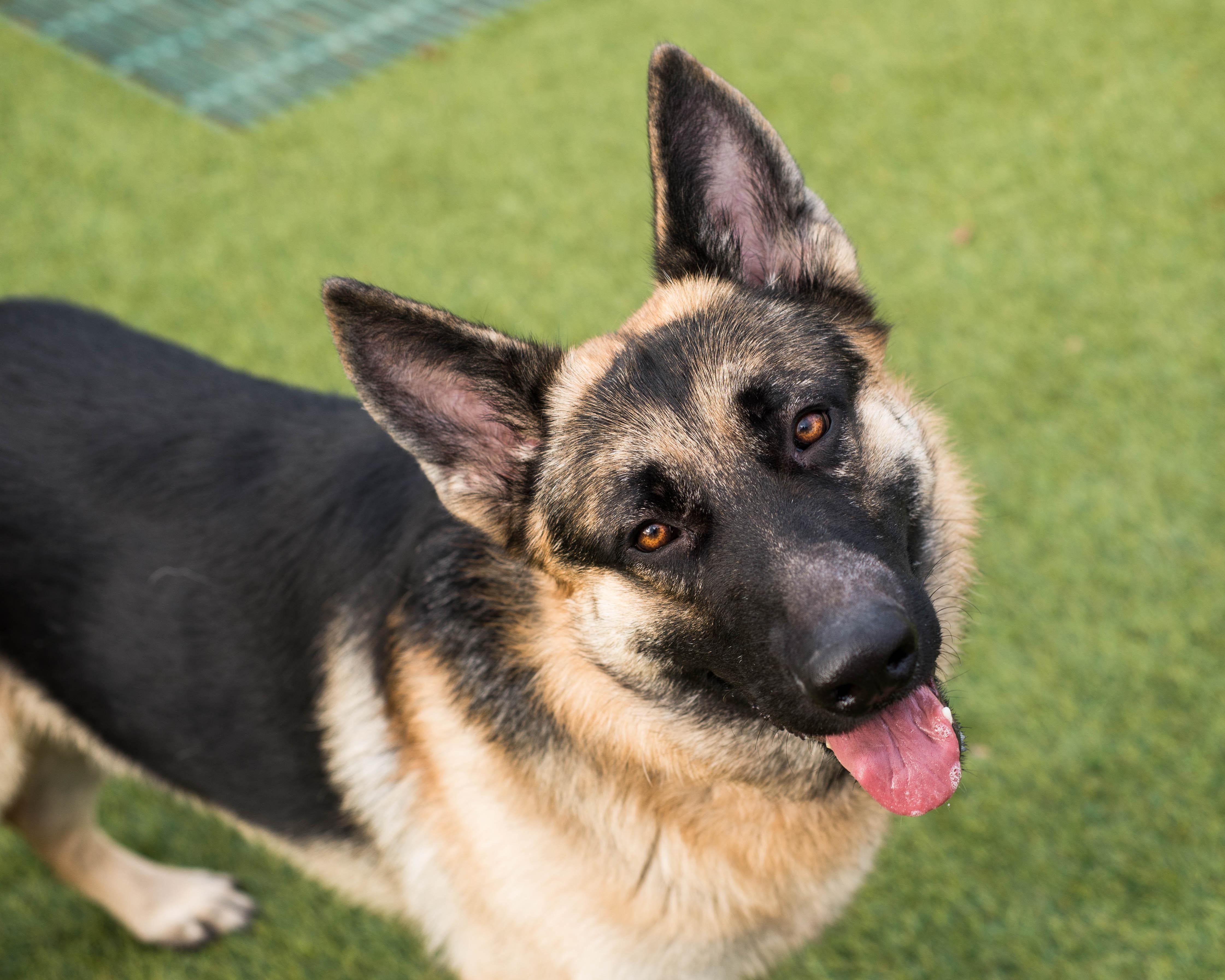 Frederick, ADOPTABLE, Adult Male German Shepherd Dog.