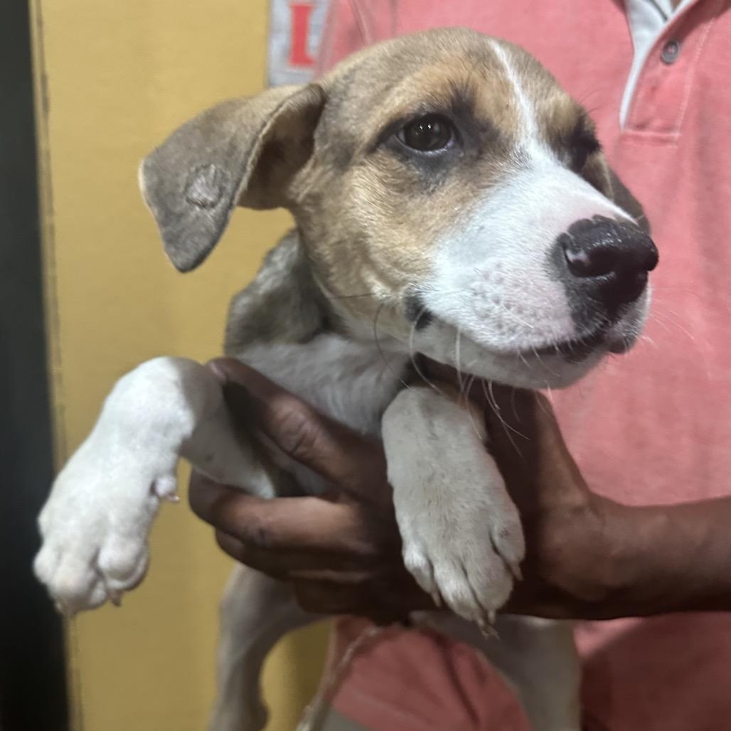 Jackson - Local November 6-8, Adoptable, Puppy Male Rat Terrier.