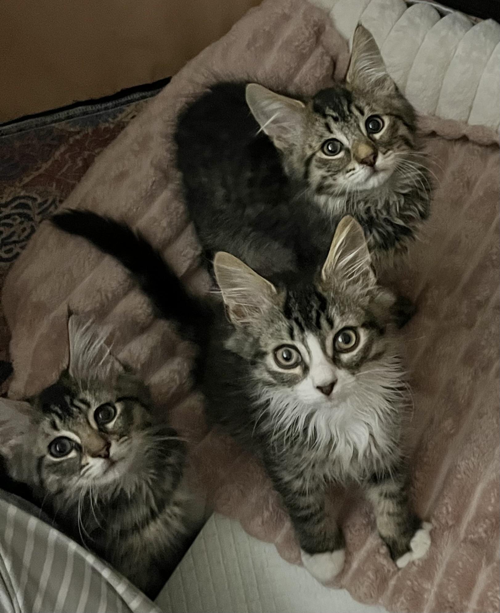 Enlarge West Side Story Litter, a ADOPTABLE mixed breed in Allentown, NJ image 4/5