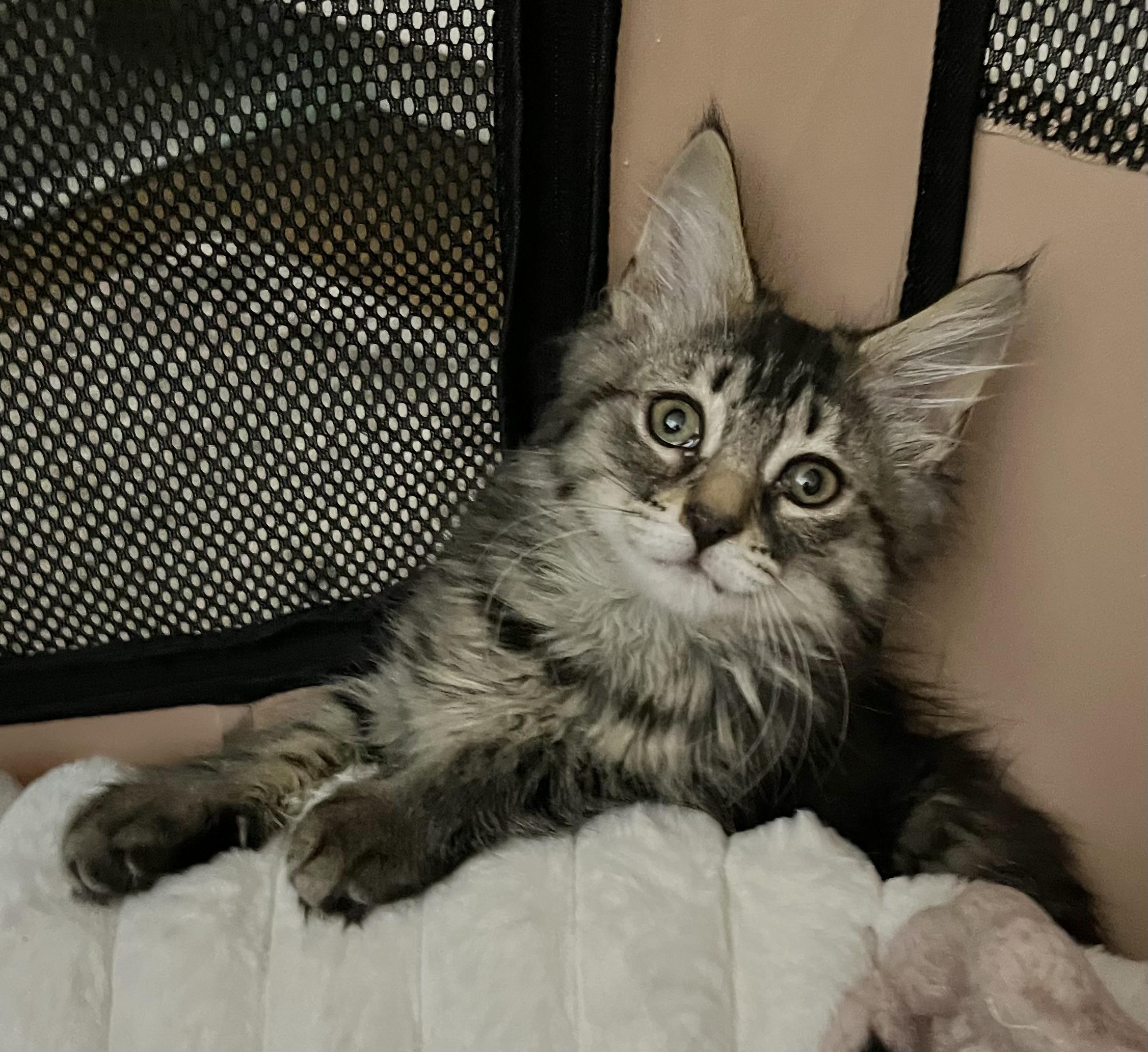 Enlarge West Side Story Litter, a ADOPTABLE mixed breed in Allentown, NJ image 3/5