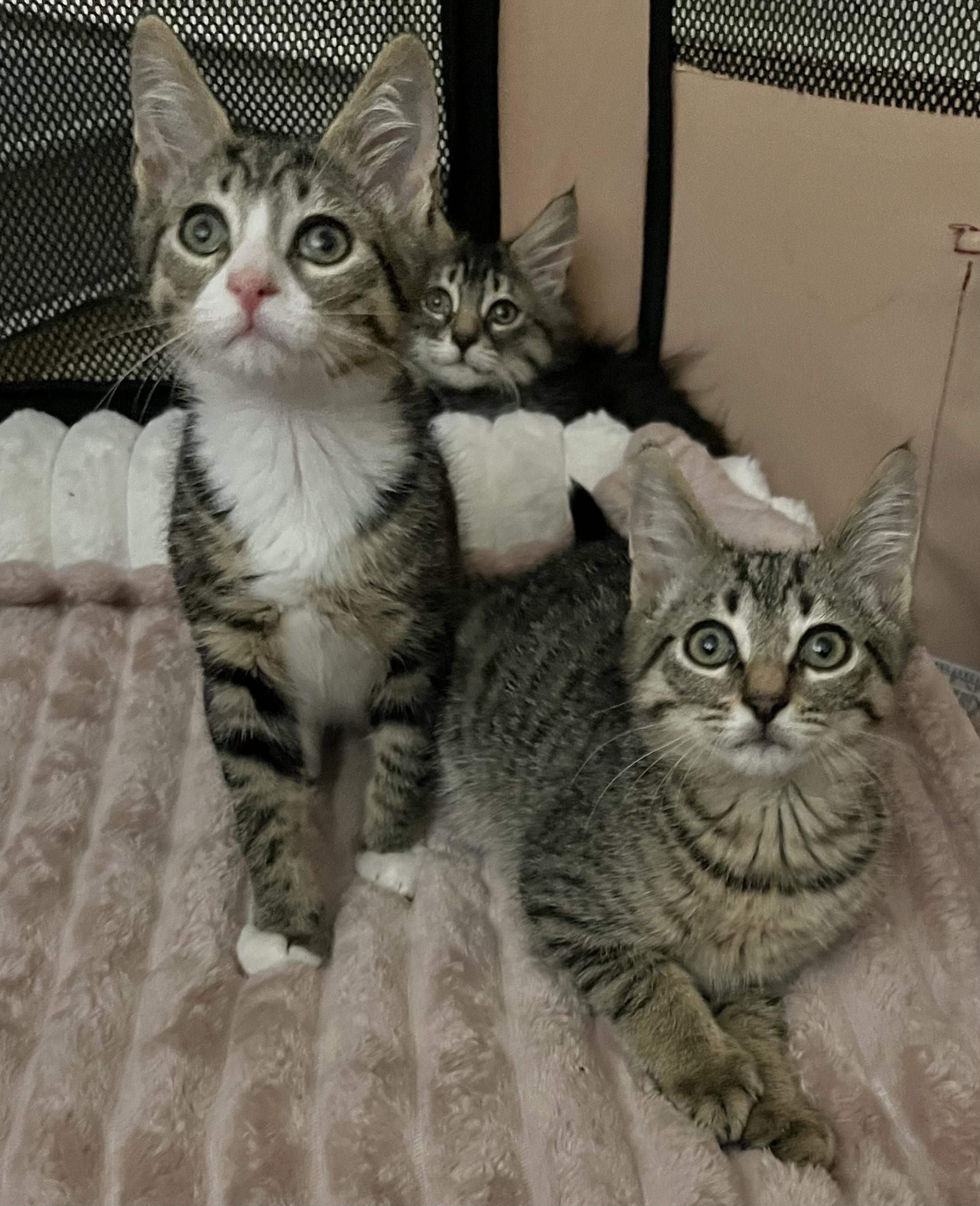 Enlarge West Side Story Litter, a ADOPTABLE mixed breed in Allentown, NJ image 5/5