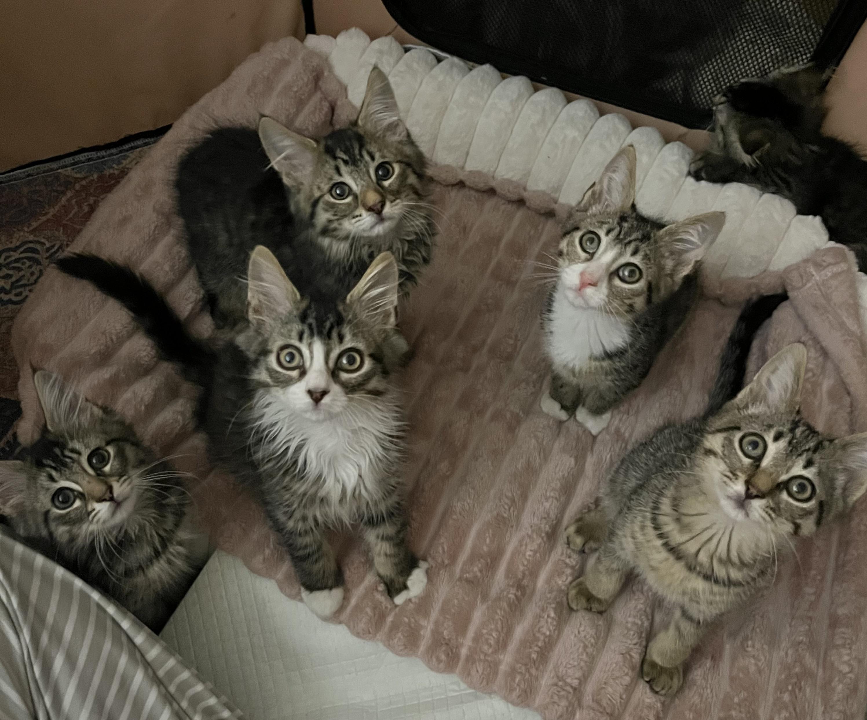 Enlarge West Side Story Litter, a ADOPTABLE mixed breed in Allentown, NJ image 1/5
