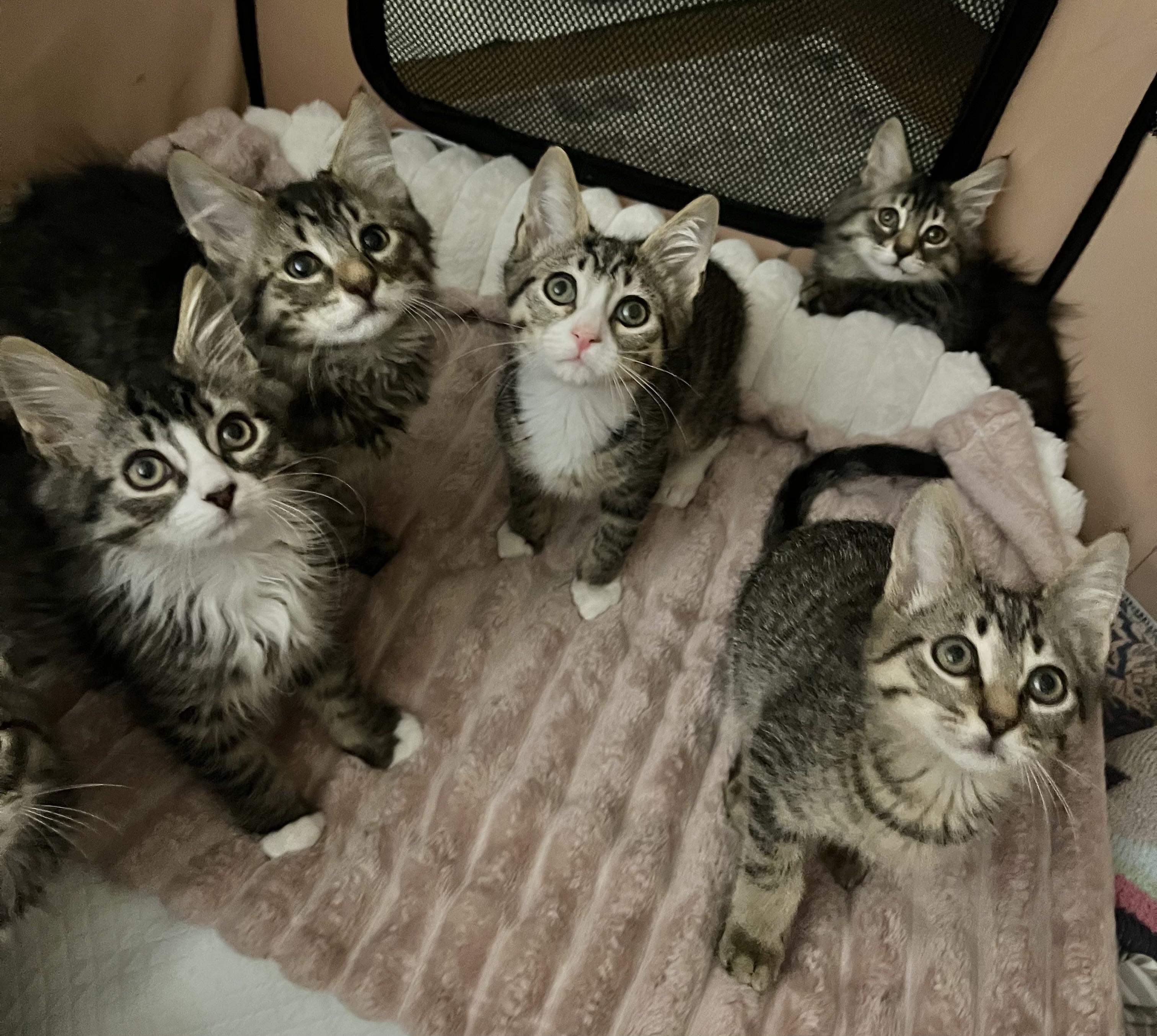 Enlarge West Side Story Litter, a ADOPTABLE mixed breed in Allentown, NJ image 2/5