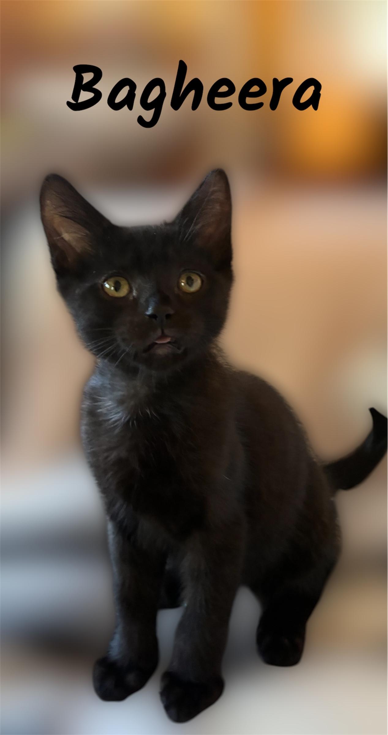 Bagheera, ADOPTABLE, Kitten Male Domestic Short Hair.