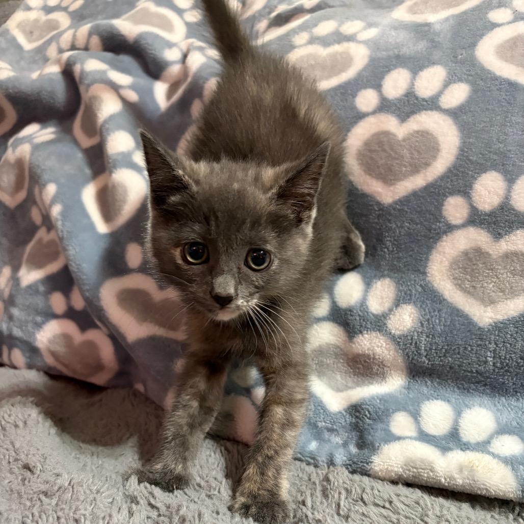 Enlarge Lola, a Adoptable Domestic Medium Hair in Riverside, CA image 3/6