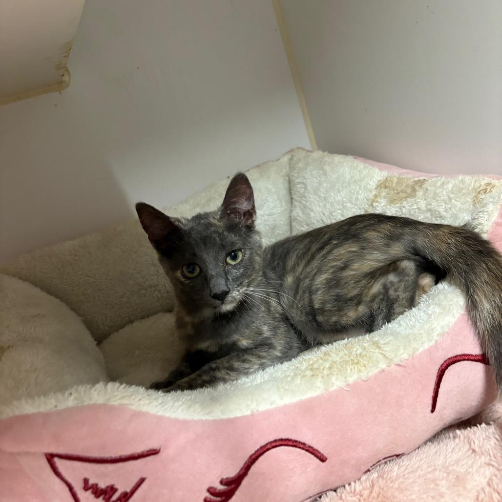 Enlarge Lola, a Adoptable Domestic Medium Hair in Riverside, CA image 5/6