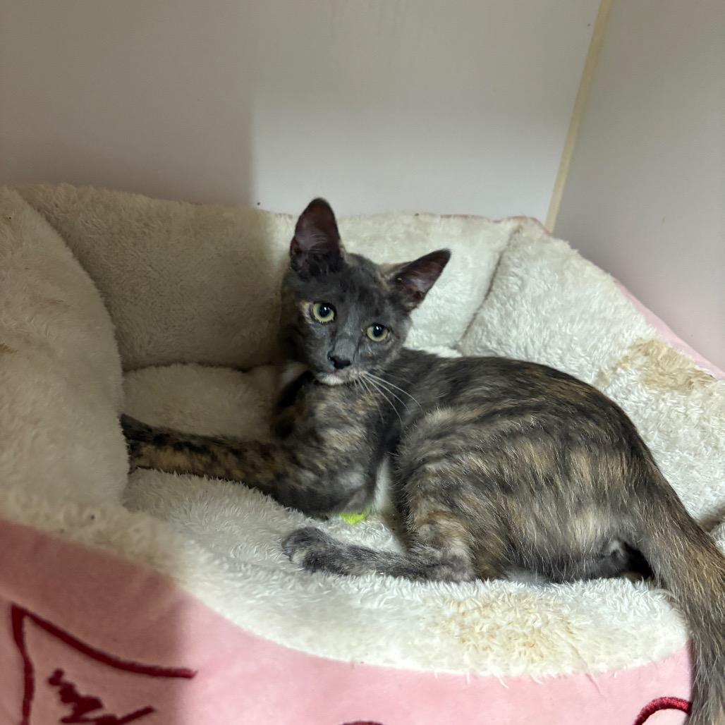 Enlarge Lola, a Adoptable Domestic Medium Hair in Riverside, CA image 6/6