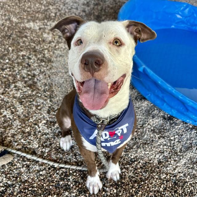Enlarge PACO, a Adoptable Staffordshire Bull Terrier in Mesa, AZ image 1/1