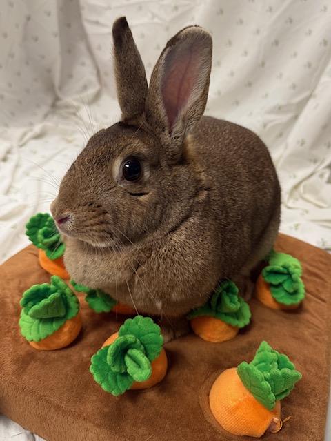 SNICKERDOODLE*, Adoptable, Adult Female Bunny Rabbit.