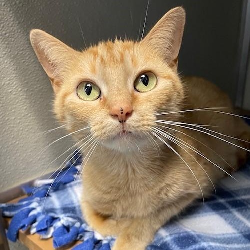 Maple, Adult Female Domestic Short Hair