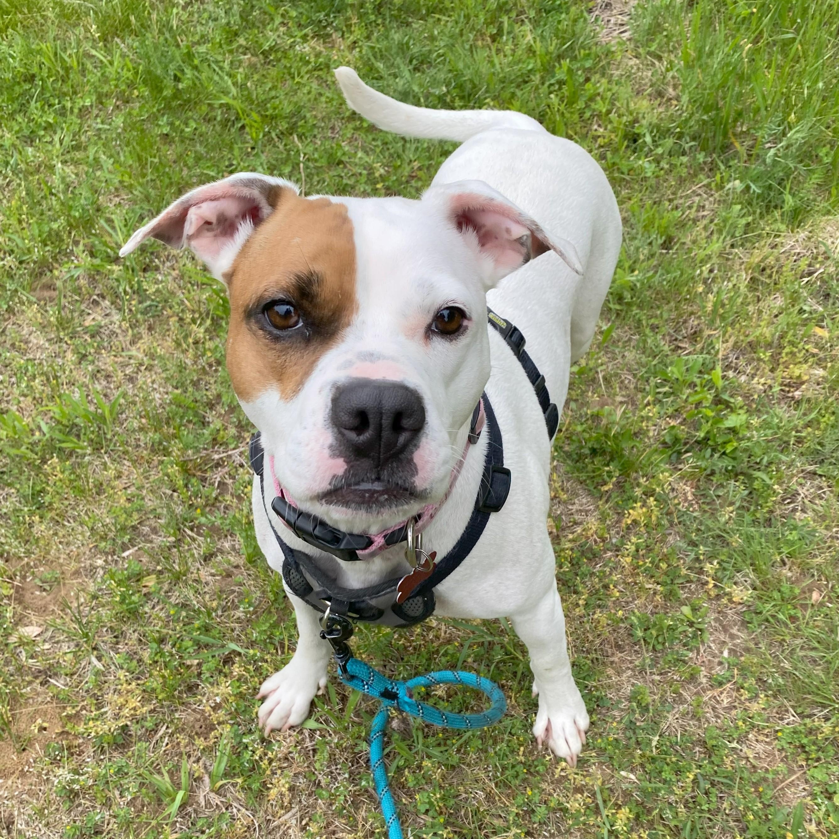 Enlarge Karat, a Adoptable mixed breed in Allegan, MI image 1/6