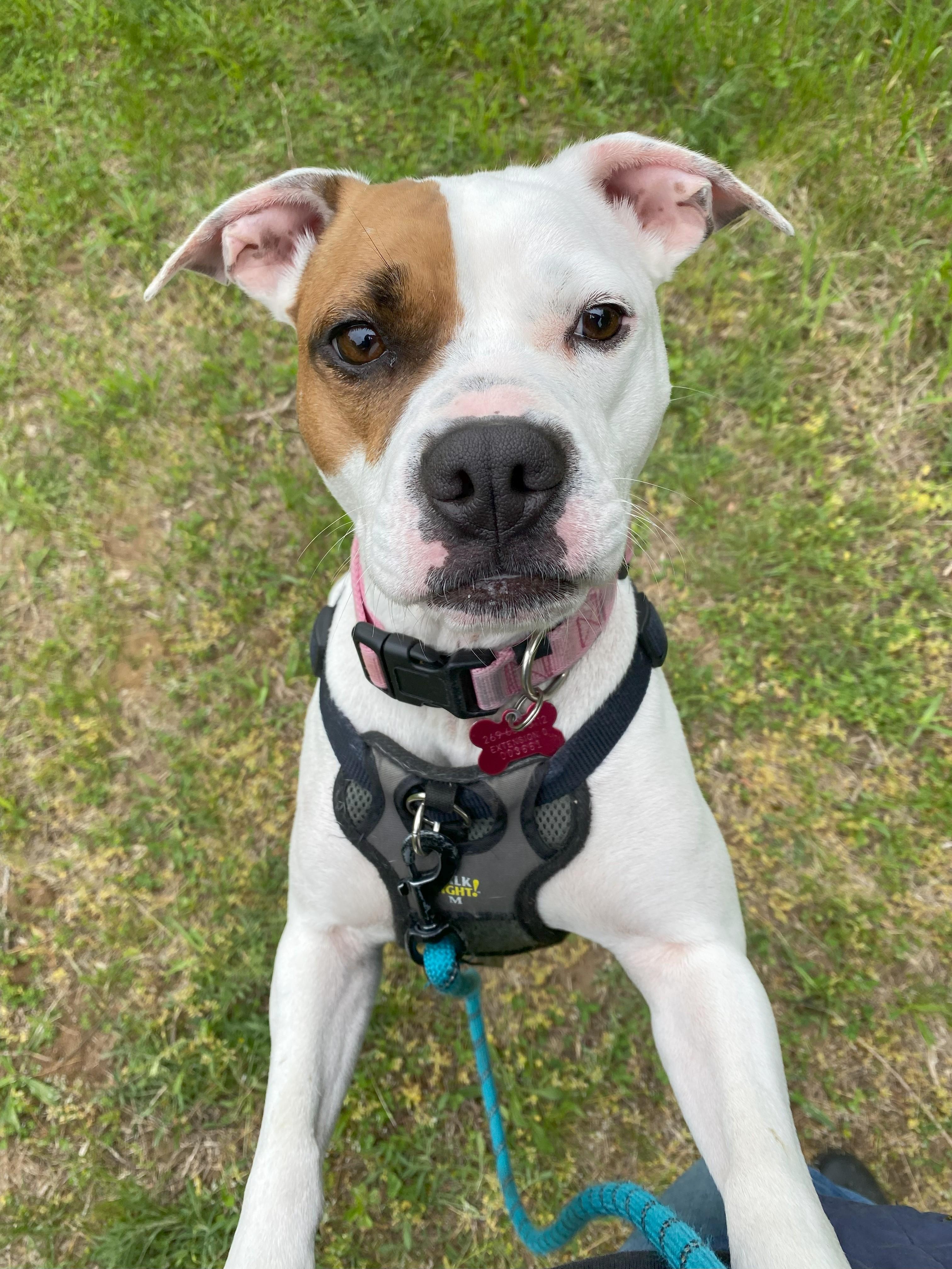 Enlarge Karat, a Adoptable mixed breed in Allegan, MI image 5/6