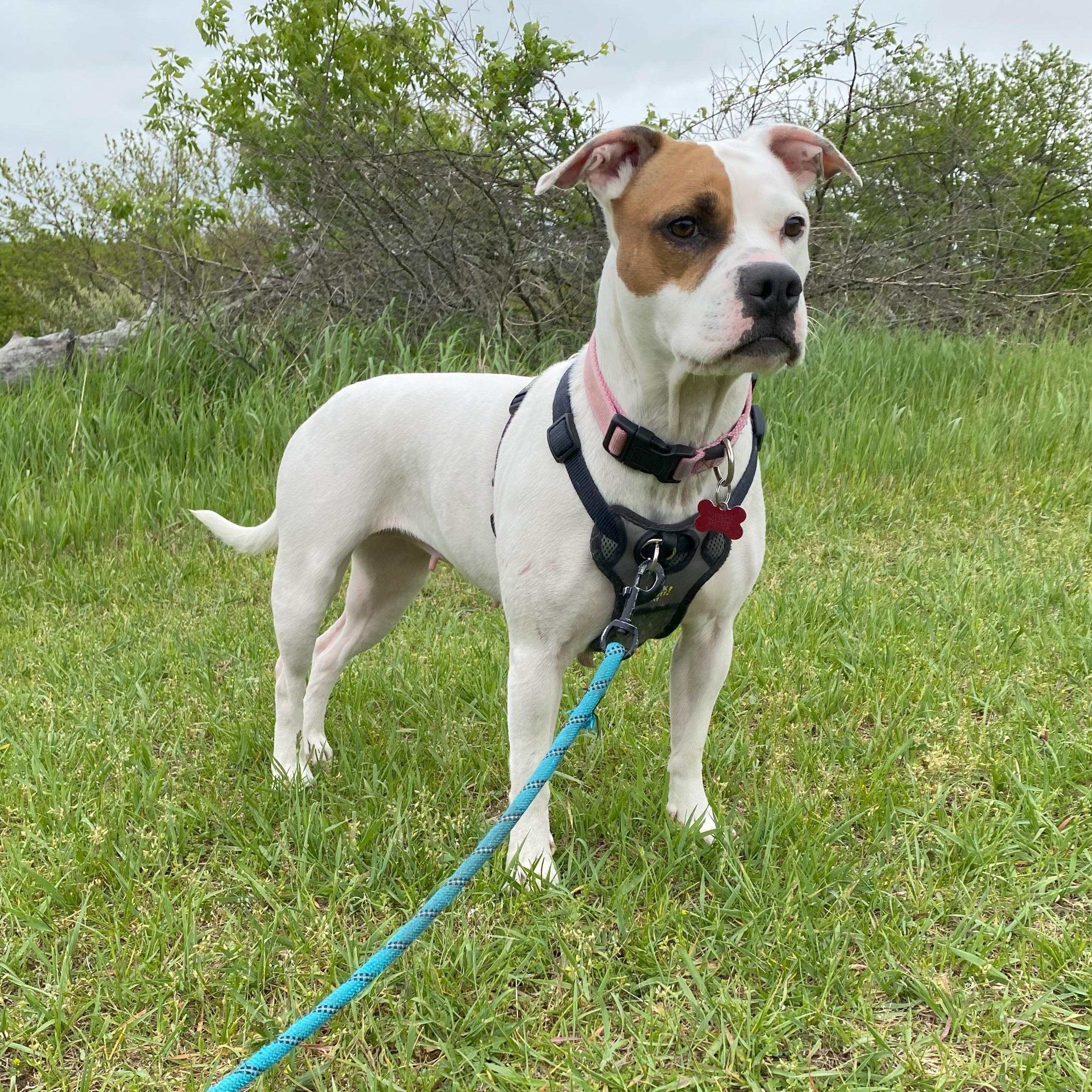 Enlarge Karat, a Adoptable mixed breed in Allegan, MI image 6/6