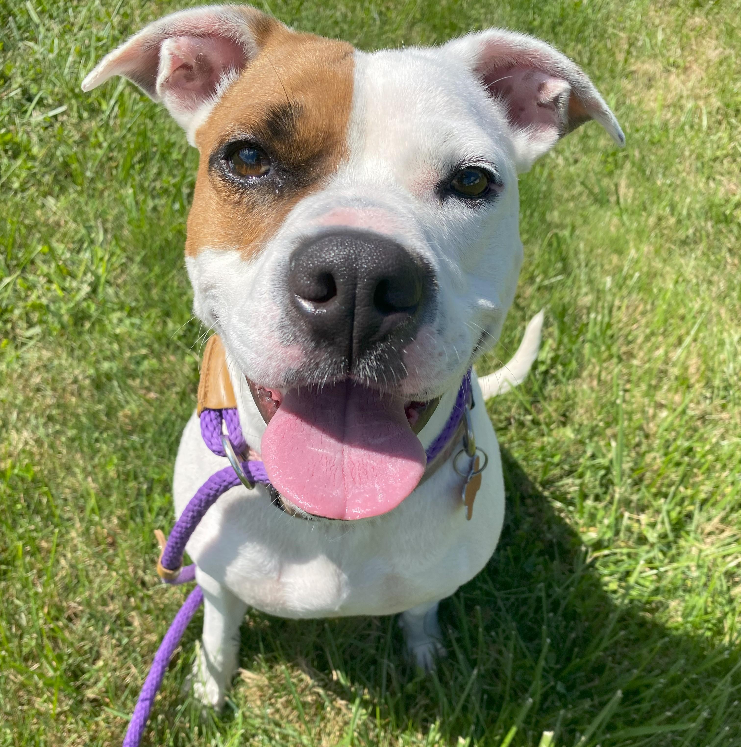 Enlarge Karat, a Adoptable mixed breed in Allegan, MI image 2/6