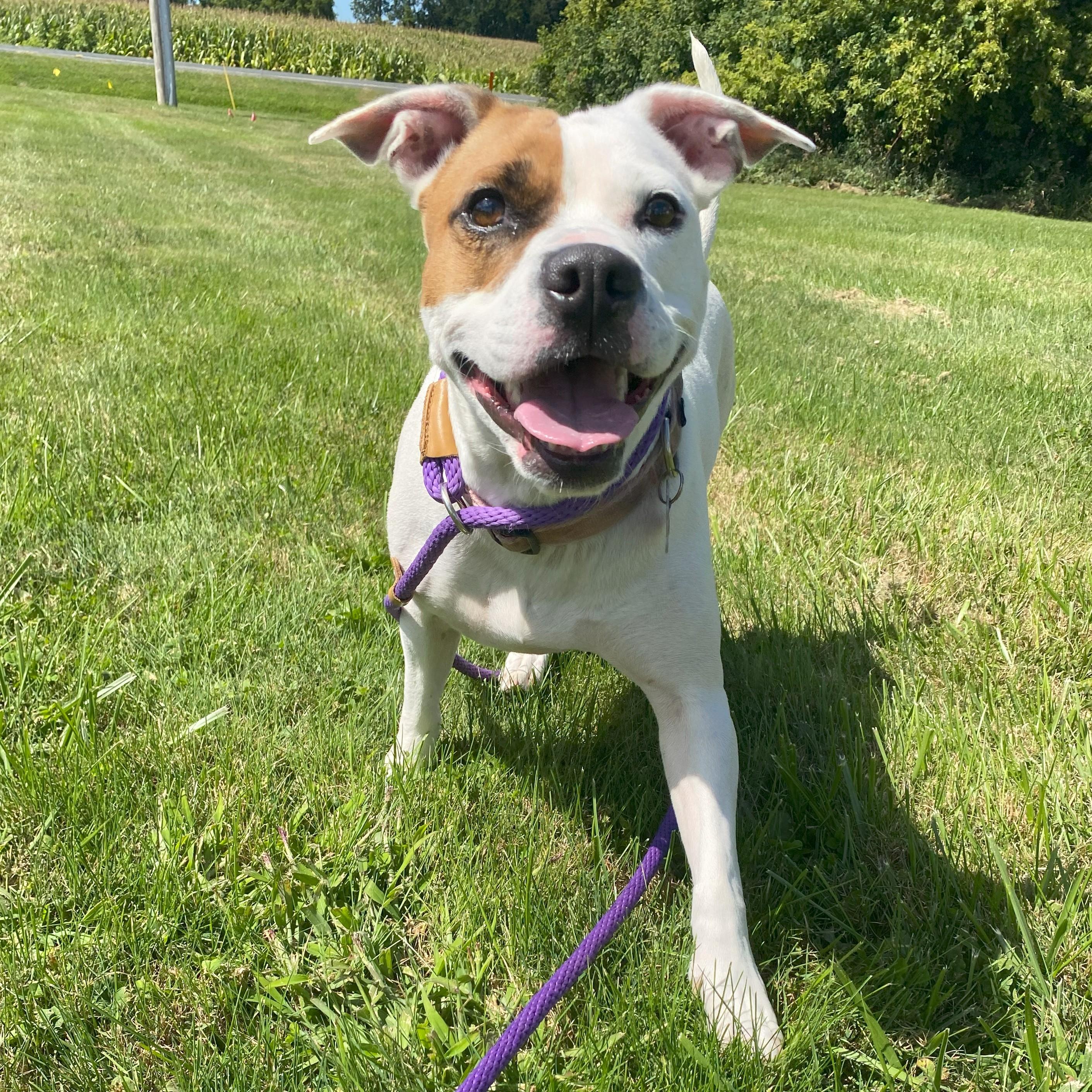 Enlarge Karat, a Adoptable mixed breed in Allegan, MI image 3/6