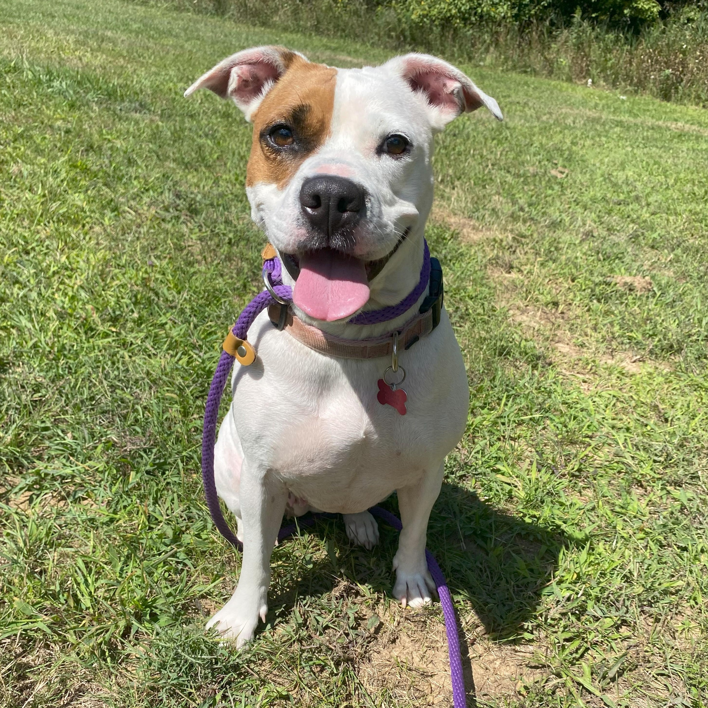 Enlarge Karat, a Adoptable mixed breed in Allegan, MI image 4/6