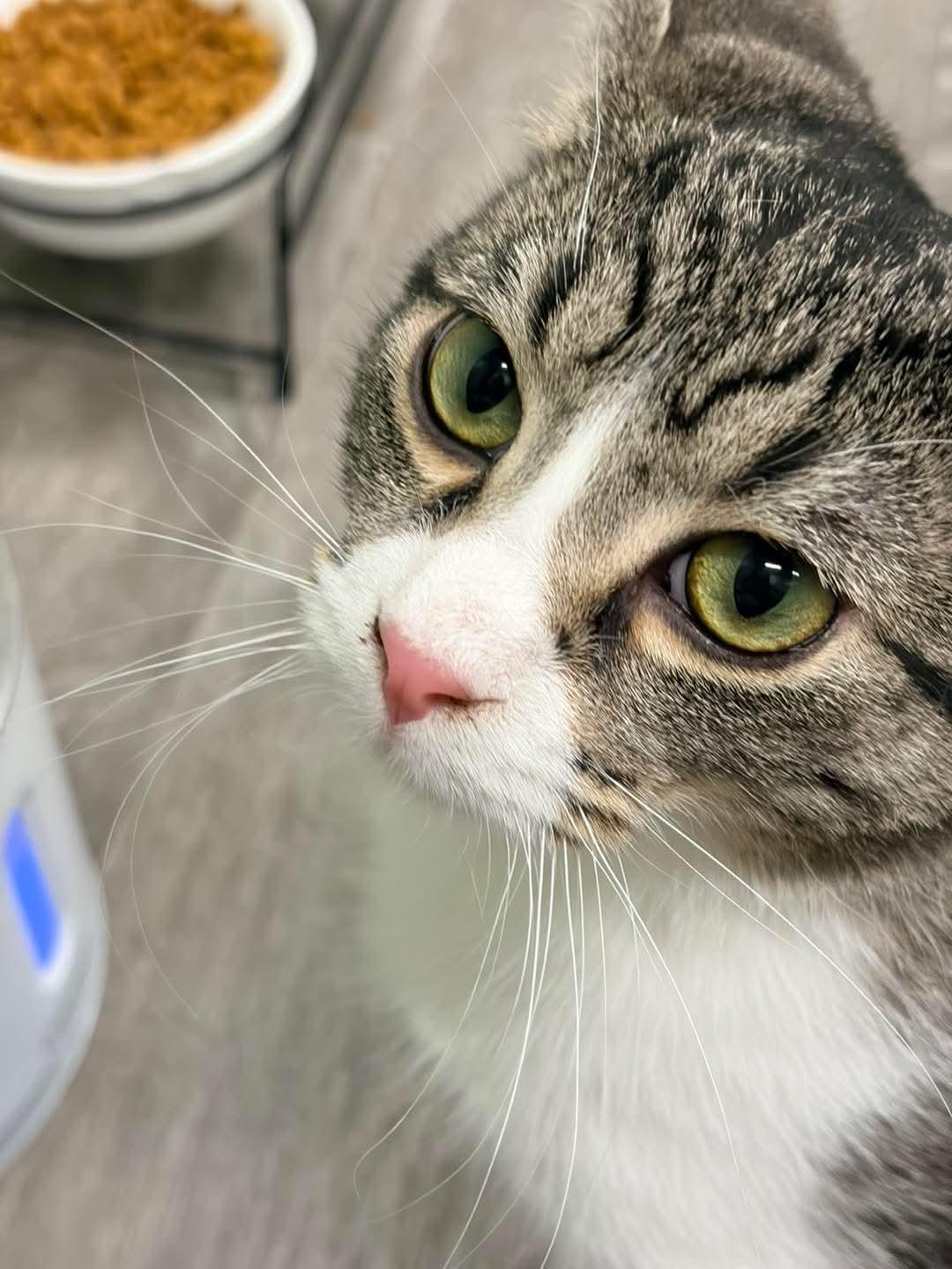 Enlarge Kenny @ The Cat's Brew, a Adopted mixed breed in Montello, WI image 1/3
