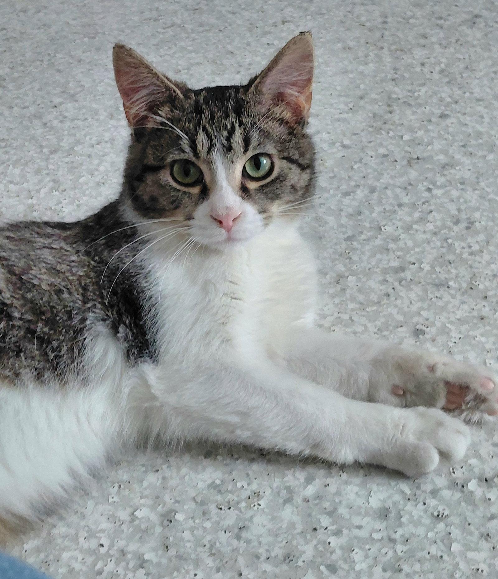 Enlarge Kenny @ The Cat's Brew, a Adopted mixed breed in Montello, WI image 2/3