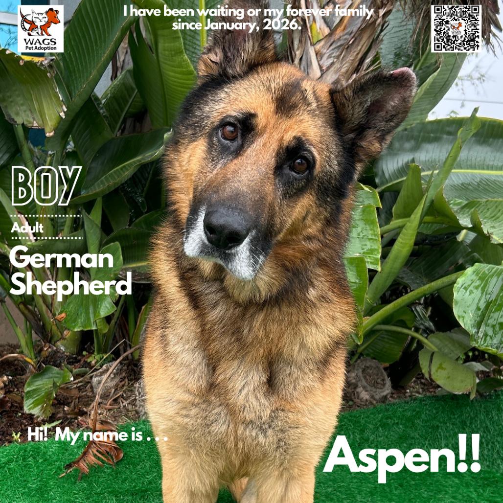 Aspen, a Adoptable German Shepherd Dog in Westminster, CA image 1/2