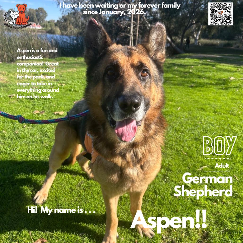 Aspen, a Adoptable German Shepherd Dog in Westminster, CA image 2/2