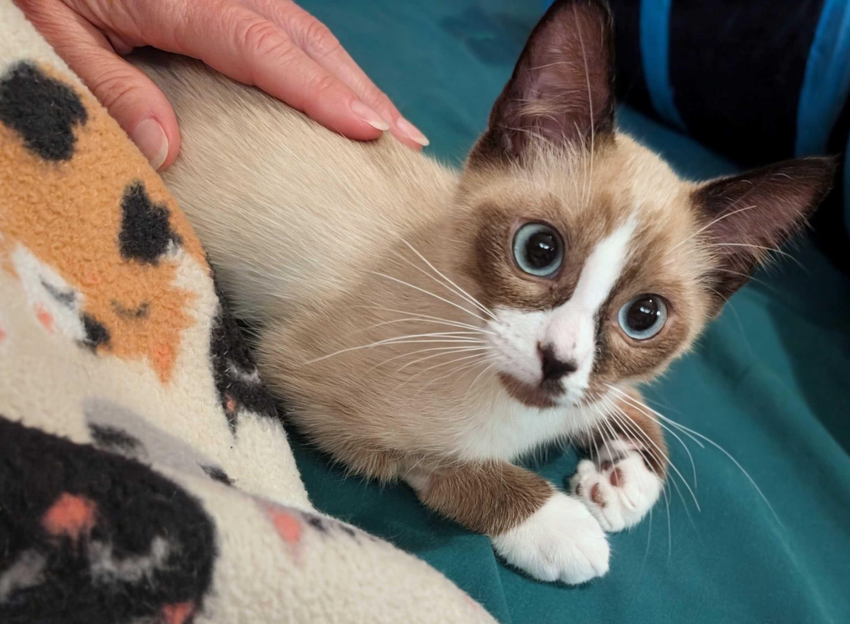 Rosemary and Cilantro, an adopted Domestic Short Hair in Seattle, WA image 5/5