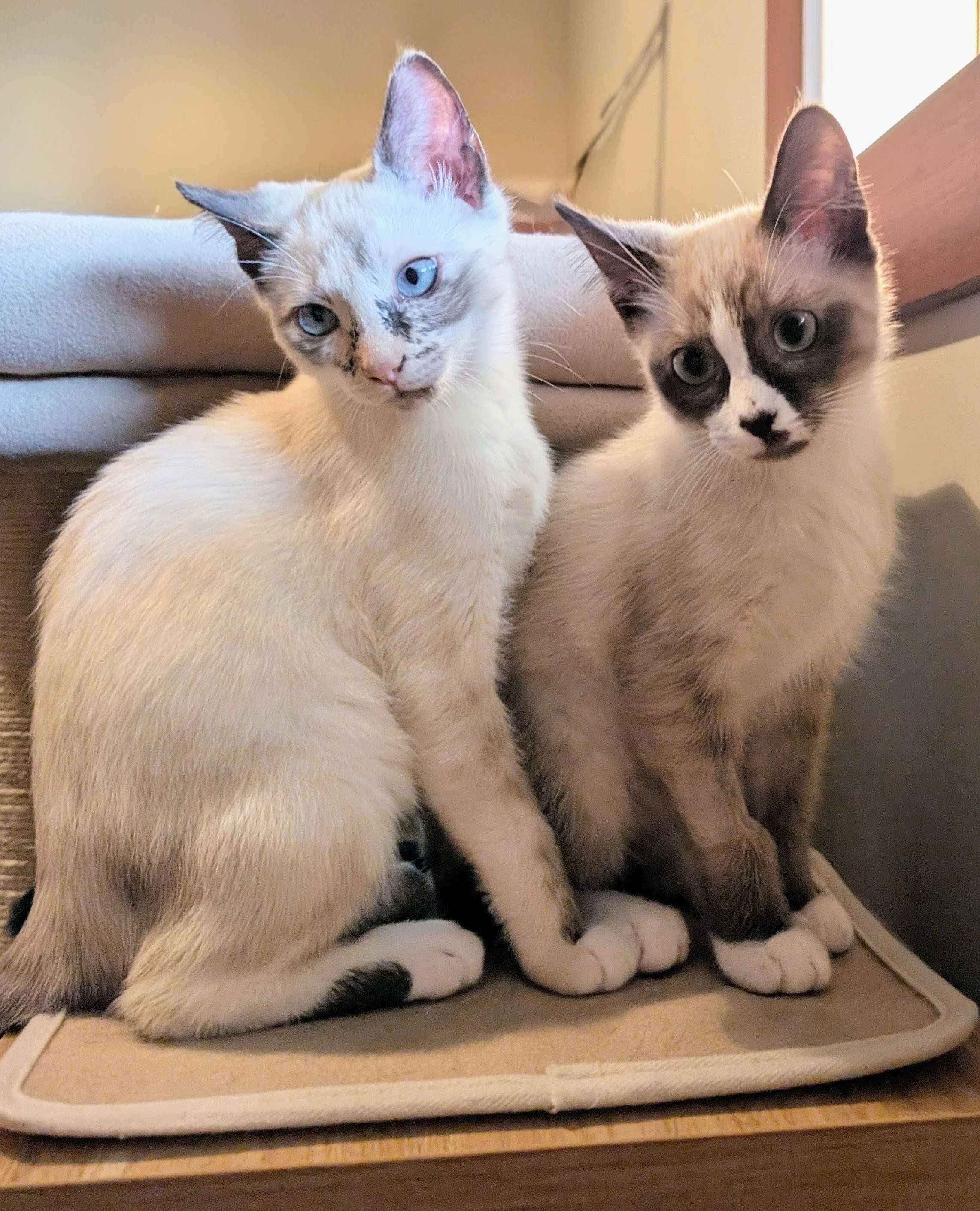 Rosemary and Cilantro, adopted, Kitten Female Domestic Short Hair.