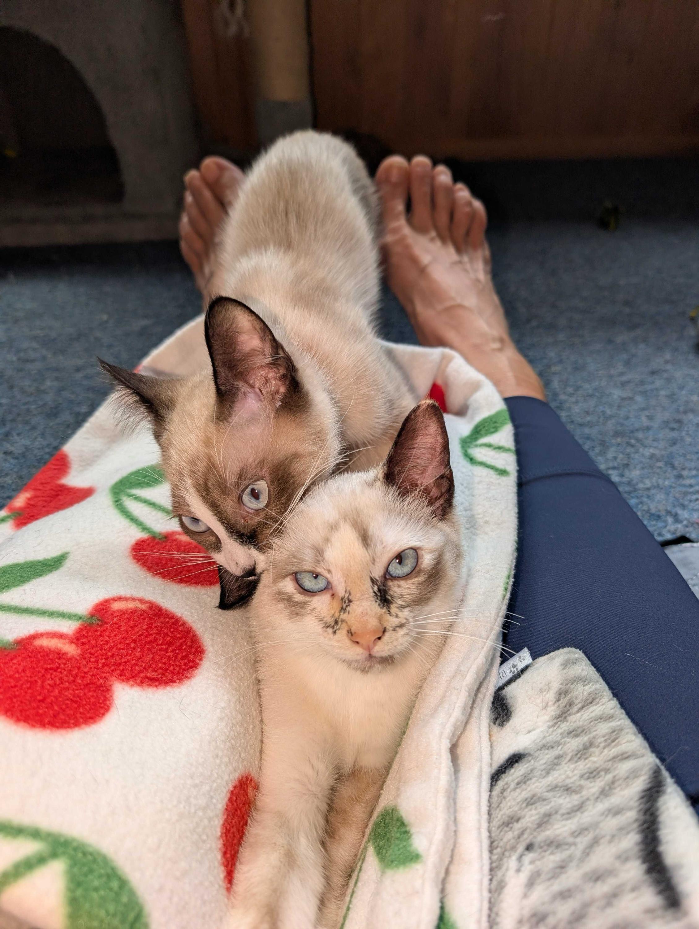 Rosemary and Cilantro, an adopted Domestic Short Hair in Seattle, WA image 3/5