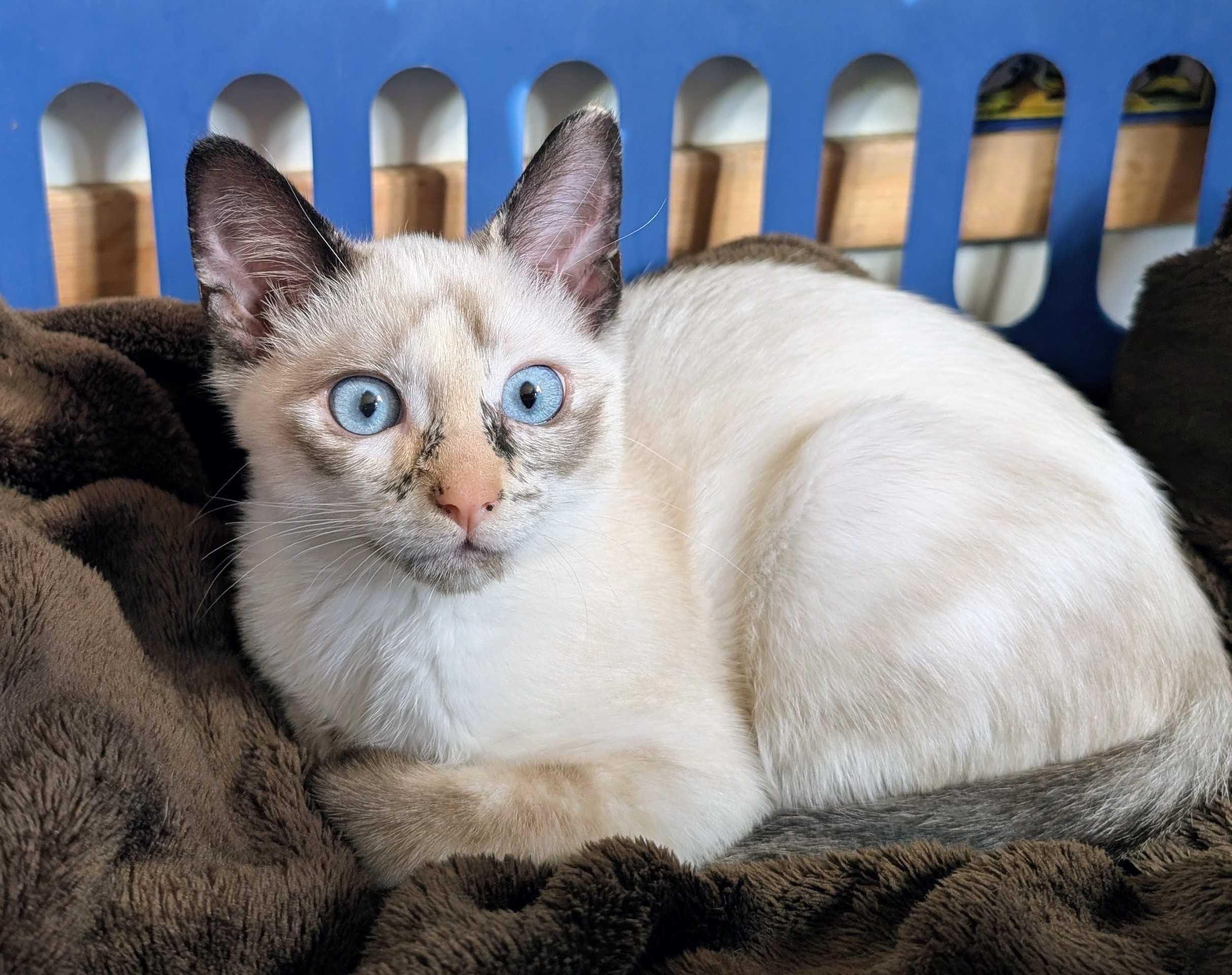 Rosemary and Cilantro, an adopted Domestic Short Hair in Seattle, WA image 2/5