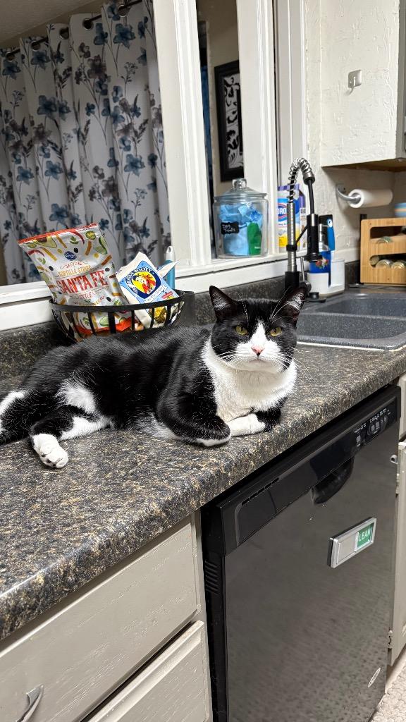 Wren, Adoptable, Adult Female Domestic Short Hair.