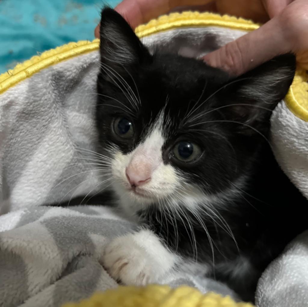 Enlarge Wren, a Adoptable Domestic Short Hair in Lewisville, TX image 1/6