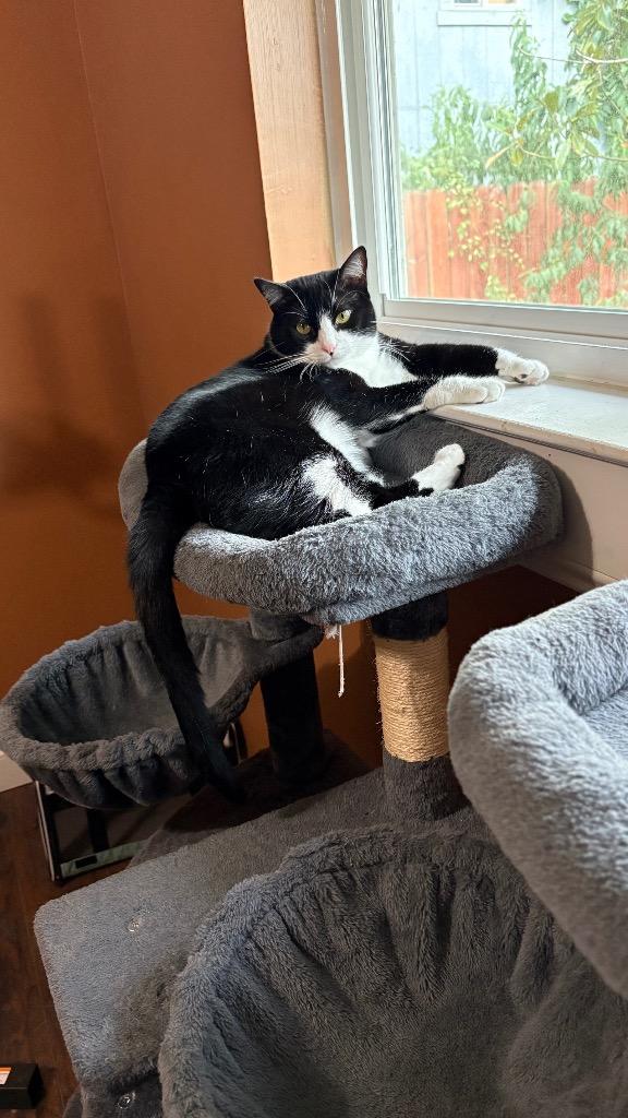 Enlarge Wren, a Adoptable Domestic Short Hair in Lewisville, TX image 2/6