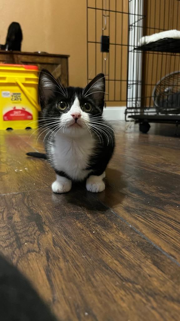 Enlarge Wren, a Adoptable Domestic Short Hair in Lewisville, TX image 3/6