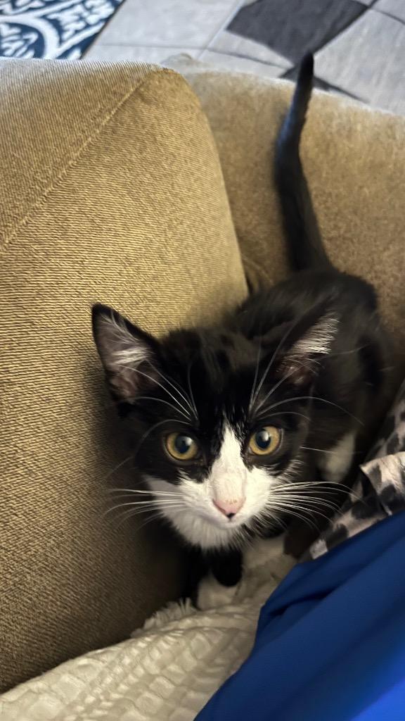 Enlarge Wren, a Adoptable Domestic Short Hair in Lewisville, TX image 4/6