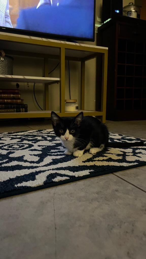 Enlarge Wren, a Adoptable Domestic Short Hair in Lewisville, TX image 5/6