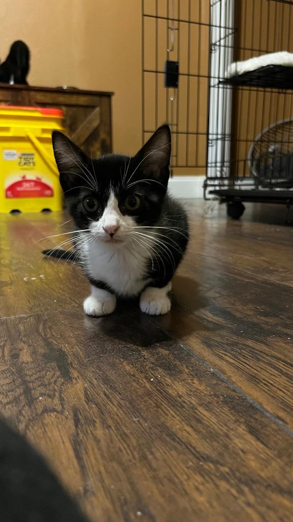 Enlarge Wren, a Adoptable Domestic Short Hair in Lewisville, TX image 6/6