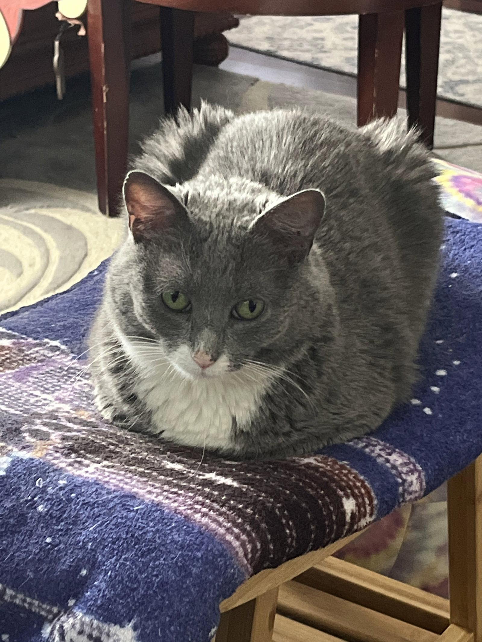 Enlarge Hope, a Adoptable Domestic Short Hair in Allentown, PA image 1/1